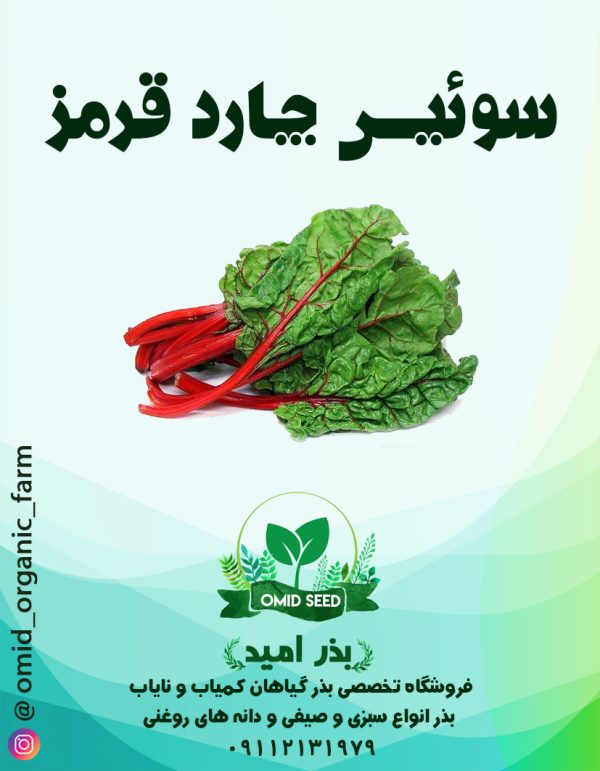 بذر سوئیس چارد قرمز - تصویر 1