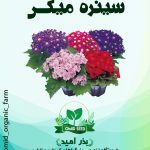 بذر گل سینره میکس تاکی