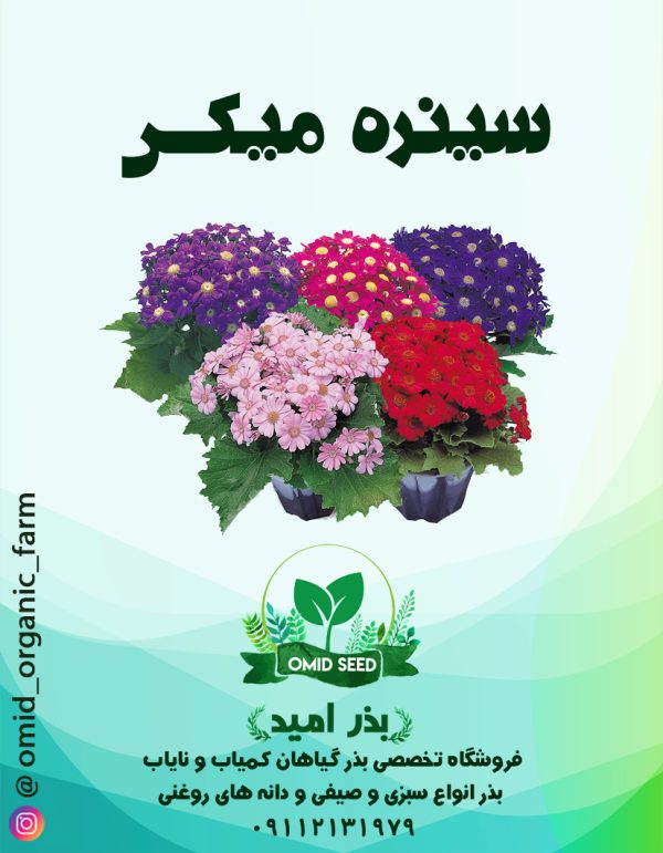 بذر گل سینره میکس تاکی - تصویر 1