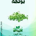 بذر یونجه