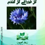بذر گل گندم خوراکی