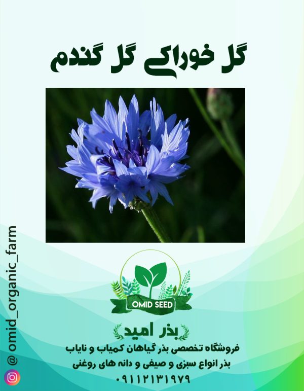 بذر گل گندم خوراکی - تصویر 1