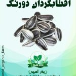 بذر آفتابگردان دو رنگ