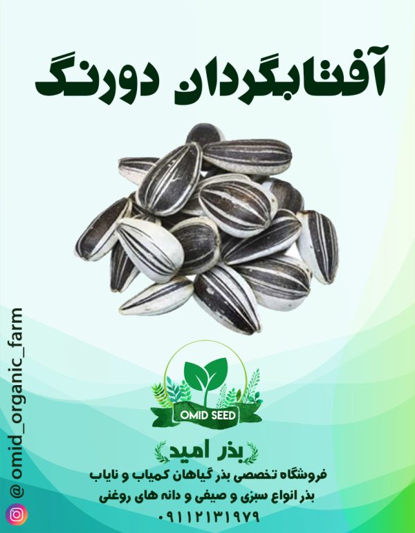 بذر آفتابگردان دو رنگ کله قوچی - تصویر 1