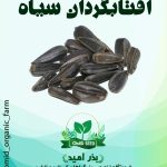 بذر آفتابگردان سیاه