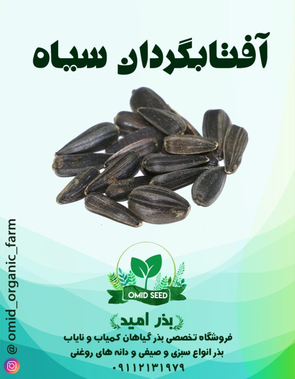 بذر آفتابگردان سیاه - تصویر 1