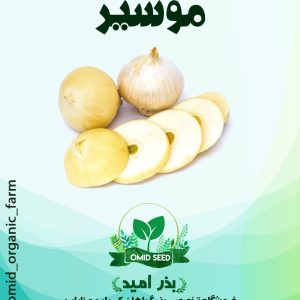بذر موسیر