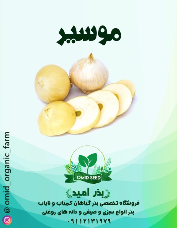 بذر موسیر - تصویر 1