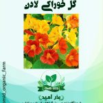 بذر گل لادن خوراکی