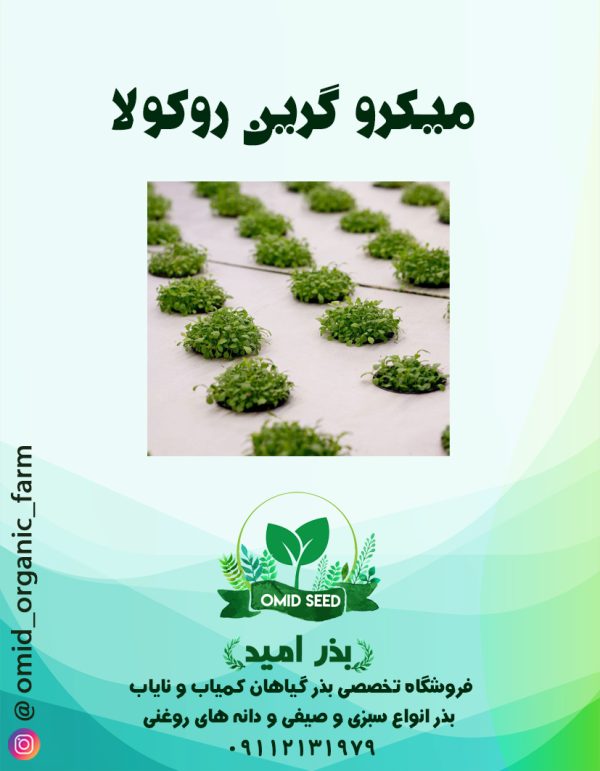 بذر میکرو گرین روکولا - تصویر 1