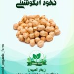 بذر نخود آبگوشتی ( نخود کرمانشاهی )