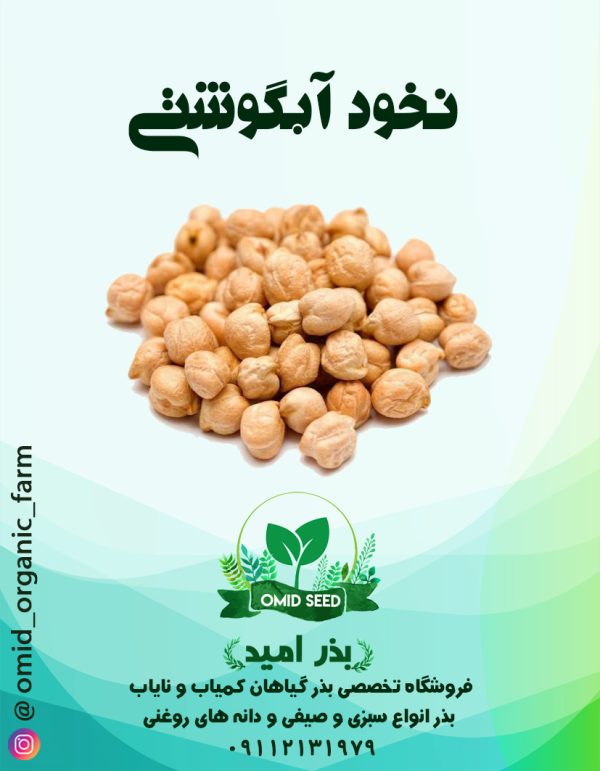 بذر نخود آبگوشتی ( نخود کرمانشاهی ) - تصویر 1