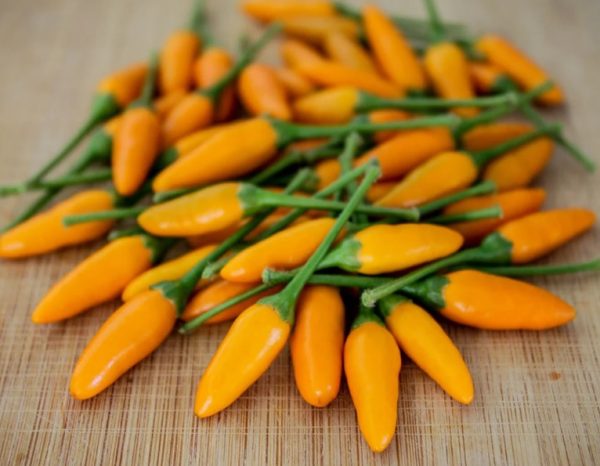 بذر فلفل Stromboli Orange - تصویر 1