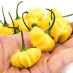 بذر فلفل Brazilian Starfish yellow