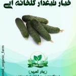 بذر خیار گلخانه ایی تیغدار هیبرید
