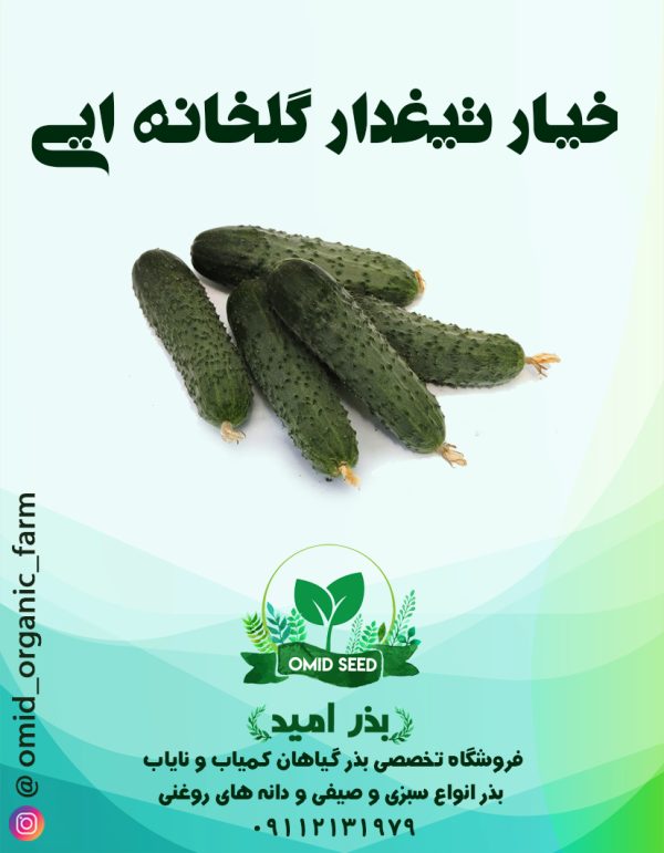 بذر خیار گلخانه ایی تیغدار هیبرید - تصویر 1
