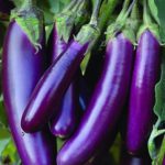 بذر بادمجان قلمی بنفش کوتاه