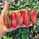 بذر فلفل NuMex Jalapeño