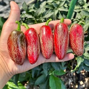 بذر فلفل NuMex Jalapeño