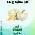 بذر کدو ستاره رونده