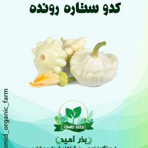 بذر کدو ستاره رونده