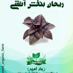 بذر ریحان بنفش آتشی