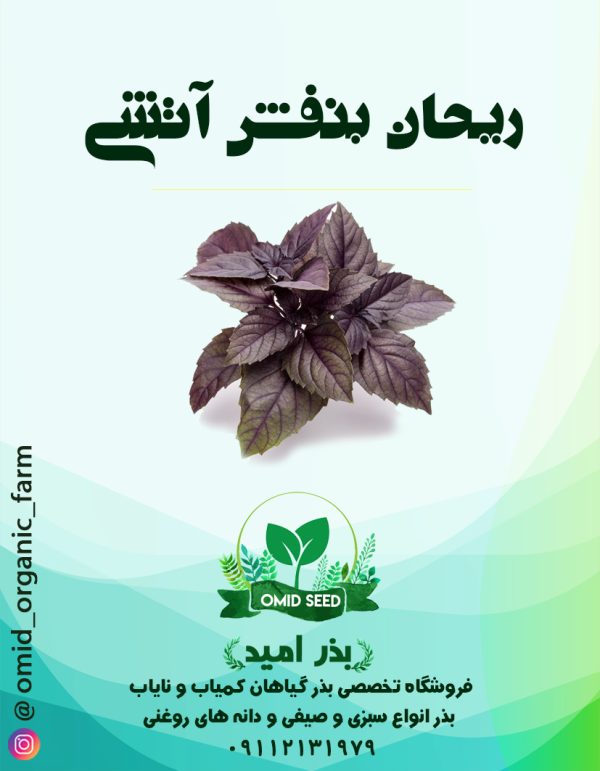 بذر ریحان بنفش آتشی - تصویر 1