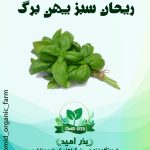 بذر ریحان سبز پهن برگ