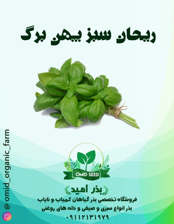 بذر ریحان سبز پهن برگ - تصویر 1