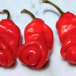 بذر فلفل Peter Pepper Red