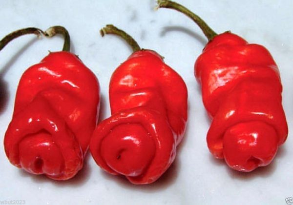 بذر فلفل Peter Pepper Red - تصویر 1