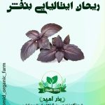 بذر ریحان ایتالیایی بنفش