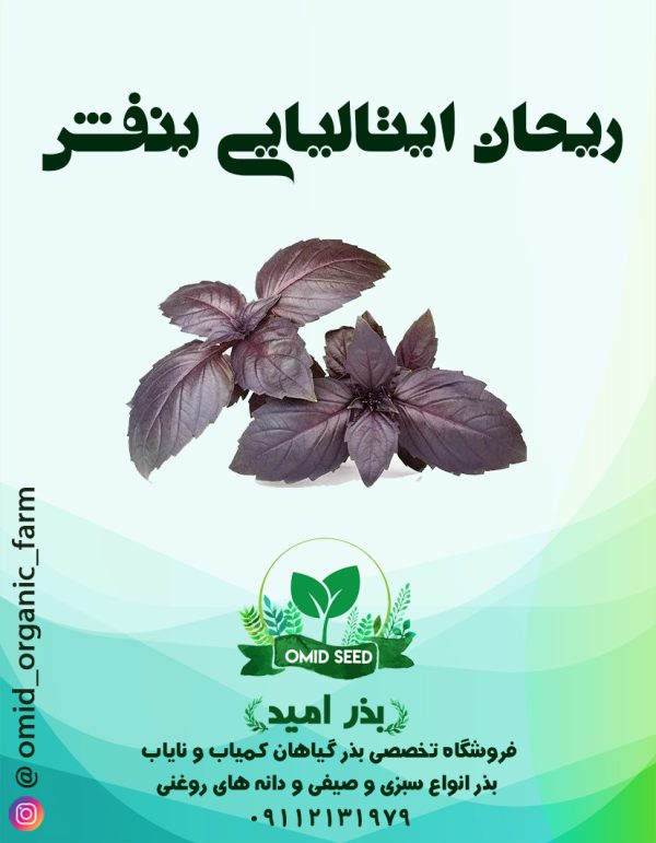 بذر ریحان ایتالیایی بنفش - تصویر 1