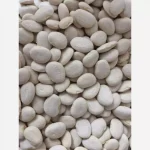 بذر بذر لوبیا سفید پا کوتاه