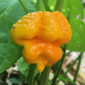بذر فلفل Trinidad Scorpion yellow