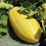 بذر خربزه خاتونی