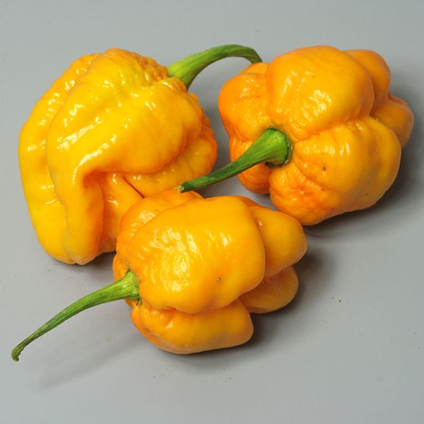 بذر فلفل 7pot Brainstrain Yellow - تصویر 1