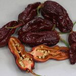 بذر فلفل 7pot Bubblegum Chocolate
