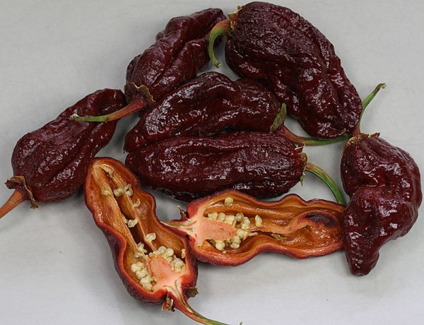 بذر فلفل 7pot Bubblegum Chocolate - تصویر 1