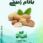 بذر بادام زمینی ایرانی
