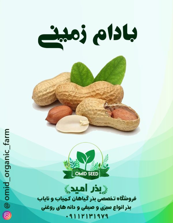 بذر بادام زمینی ایرانی - تصویر 1