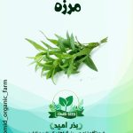 بذر مرزه