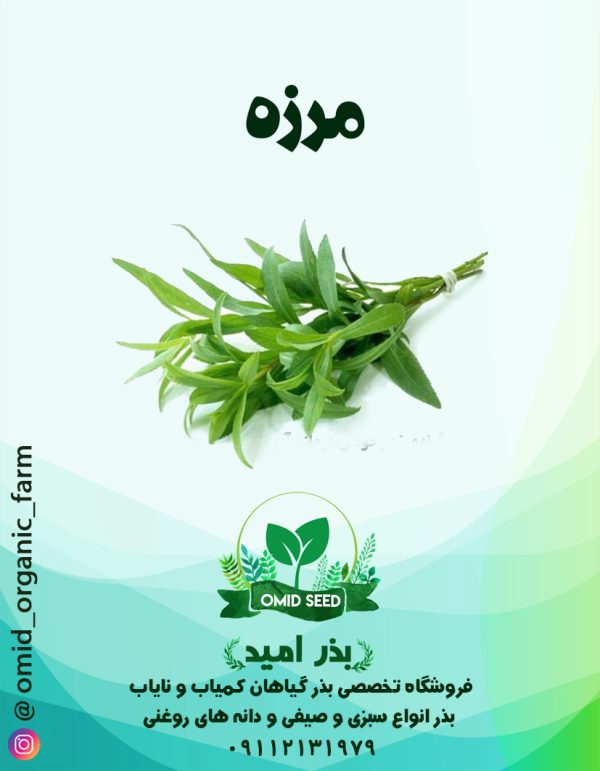 بذر مرزه - تصویر 1