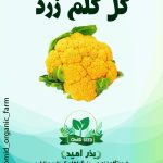 بذر گل کلم زرد هیبرید سینجنتا