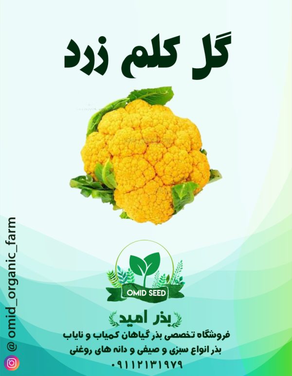 بذر گل کلم زرد هیبرید سینجنتا - تصویر 1