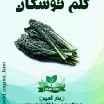 بذر کلم کیل توسکانی