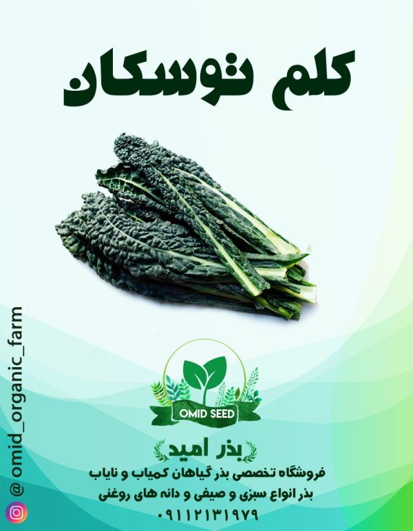 بذر کلم کیل توسکانی - تصویر 1