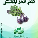 بذر کلم قمری بنفش URJ