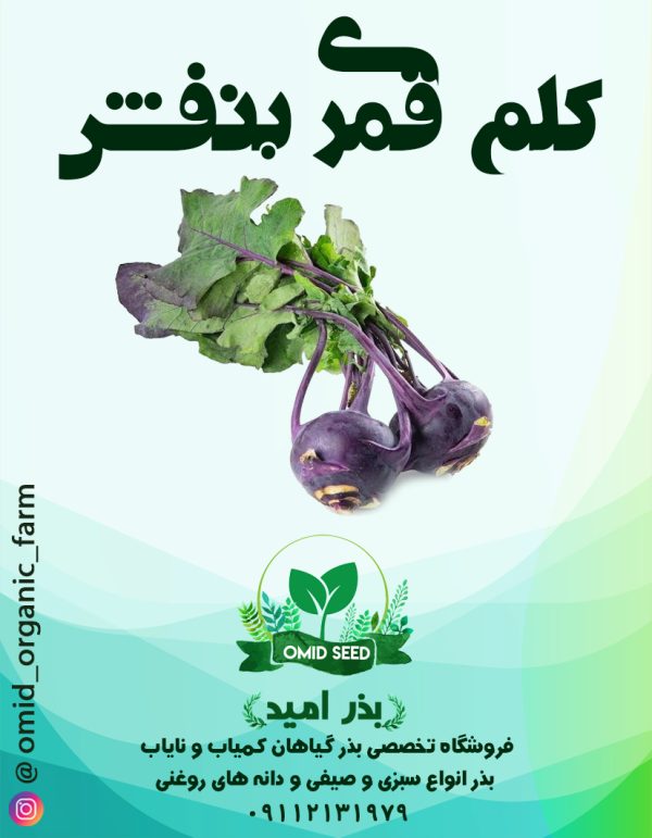بذر کلم قمری بنفش URJ - تصویر 1