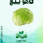 بذر کاهو پیچ سالادی GS فرانسوی